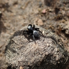 Salticidae sp. 'Golden palps' at Holt, ACT - 27 Sep 2021