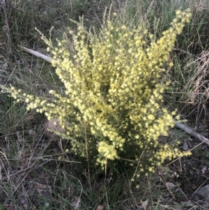 Phebalium squamulosum subsp. ozothamnoides at Tinderry, NSW - 4 Oct 2021