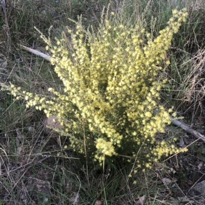 Phebalium squamulosum subsp. ozothamnoides (Alpine Phebalium, Scaly Phebalium) at Tinderry, NSW - 4 Oct 2021 by russellalyx@gmail.com