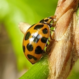 Harmonia conformis at Turner, ACT - 5 Oct 2021 01:59 PM