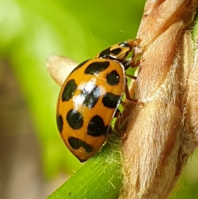 Harmonia conformis (Common Spotted Ladybird) at Turner, ACT - 5 Oct 2021 by LD12
