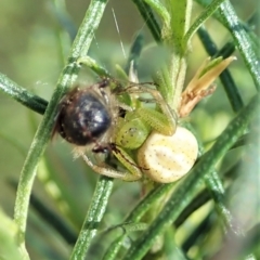 Lehtinelagia sp. (genus) (Flower Spider or Crab Spider) at Cook, ACT - 4 Oct 2021 by CathB