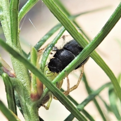 Liparetrus sp. (genus) (Chafer beetle) at Cook, ACT - 4 Oct 2021 by CathB