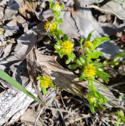 Triptilodiscus pygmaeus (Annual Daisy) at Symonston, ACT - 5 Oct 2021 by Mike