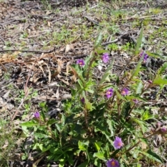 Solanum cinereum (Narrawa Burr) at Mount Mugga Mugga - 5 Oct 2021 by Mike