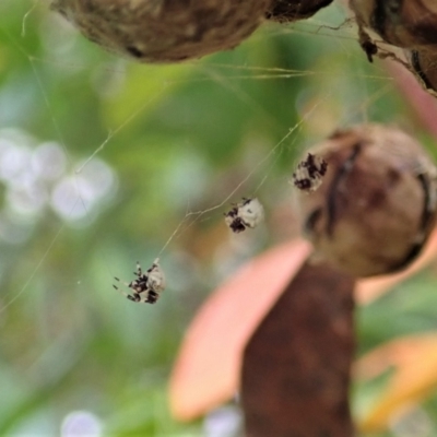 Celaenia excavata (Bird-dropping spider) at Cook, ACT - 3 Oct 2021 by CathB