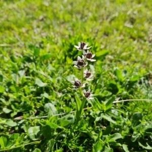 Wurmbea dioica subsp. dioica at Symonston, ACT - 5 Oct 2021