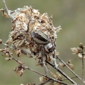 Opisthoncus sp. (genus) at Cook, ACT - 1 Oct 2021