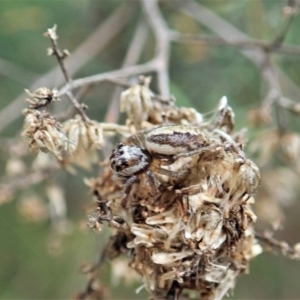 Opisthoncus sp. (genus) at Cook, ACT - 1 Oct 2021