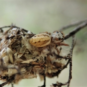 Opisthoncus sp. (genus) at Cook, ACT - 1 Oct 2021