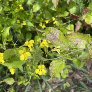 Goodenia ovata at Bundanoon, NSW - suppressed