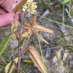 Lasiopetalum ferrugineum var. ferrugineum (Rusty Velvet-bush) at Bundanoon, NSW - 3 Oct 2021 by GlossyGal