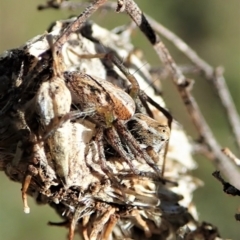 Oxyopes sp. (genus) (Lynx spider) at Mount Painter - 4 Oct 2021 by CathB