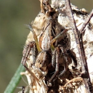 Oxyopes sp. (genus) at Cook, ACT - 4 Oct 2021