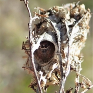 Oxyopes sp. (genus) at Cook, ACT - 4 Oct 2021