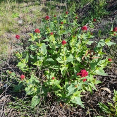 Centranthus ruber (Red Valerian, Kiss-me-quick, Jupiter's Beard) at Symonston, ACT - 5 Oct 2021 by Mike