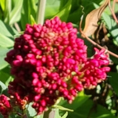 Centranthus ruber at Symonston, ACT - 5 Oct 2021