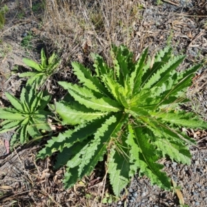 Verbascum virgatum at Symonston, ACT - 5 Oct 2021