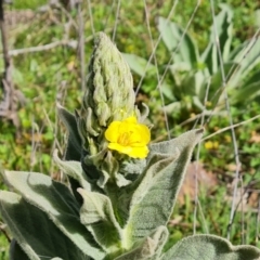 Verbascum thapsus subsp. thapsus (Great Mullein, Aaron's Rod) at Jerrabomberra, ACT - 5 Oct 2021 by Mike