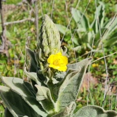 Verbascum thapsus subsp. thapsus (Great Mullein, Aaron's Rod) at Jerrabomberra, ACT - 5 Oct 2021 by Mike