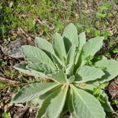 Verbascum thapsus subsp. thapsus at Jerrabomberra, ACT - 5 Oct 2021