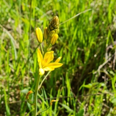 Bulbine bulbosa (Golden Lily, Bulbine Lily) at Symonston, ACT - 5 Oct 2021 by Mike