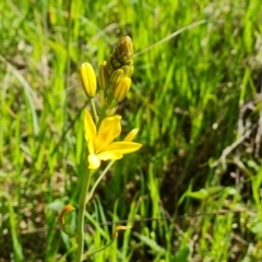 Bulbine bulbosa (Golden Lily) at Symonston, ACT - 5 Oct 2021 by Mike