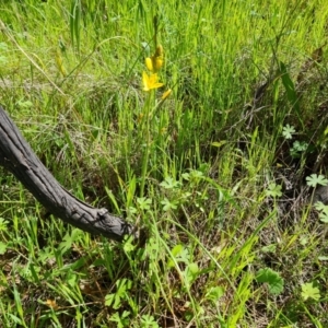 Bulbine bulbosa at Symonston, ACT - 5 Oct 2021 02:50 PM