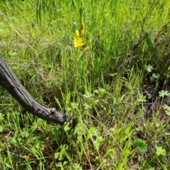 Bulbine bulbosa at Symonston, ACT - 5 Oct 2021