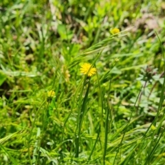 Calotis lappulacea (Yellow Burr Daisy) at Symonston, ACT - 5 Oct 2021 by Mike