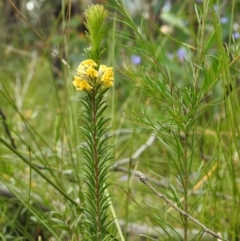 Dillwynia floribunda (Flowery Parrot-pea, Showy Parrot-pea) at Wingecarribee Local Government Area - 3 Oct 2021 by GlossyGal