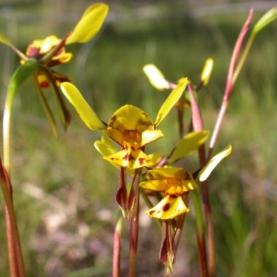 Diuris sp. (hybrid) (Hybrid Donkey Orchid) at Mount Majura - 16 Oct 2005 by waltraud