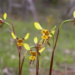 Diuris sp. (hybrid) at Watson, ACT - 16 Oct 2005