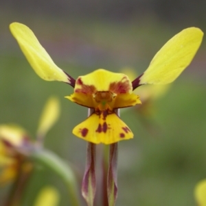 Diuris sp. (hybrid) at Watson, ACT - 16 Oct 2005