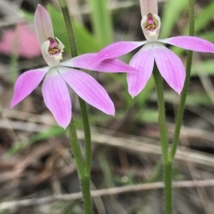 Caladenia carnea at Aranda, ACT - 5 Oct 2021