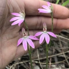 Caladenia carnea at Aranda, ACT - 5 Oct 2021