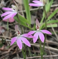 Caladenia carnea at Aranda, ACT - 5 Oct 2021