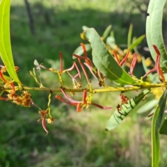 Acacia rubida (Red-stemmed Wattle, Red-leaved Wattle) at Symonston, ACT - 5 Oct 2021 by Mike