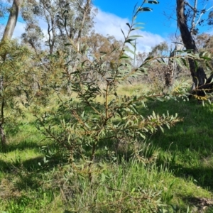 Acacia rubida at Symonston, ACT - 5 Oct 2021