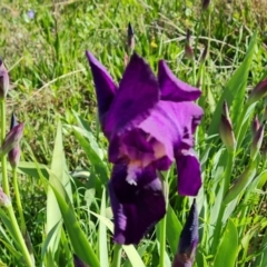 Iris germanica (Tall Bearded Iris) at Jerrabomberra, ACT - 5 Oct 2021 by Mike