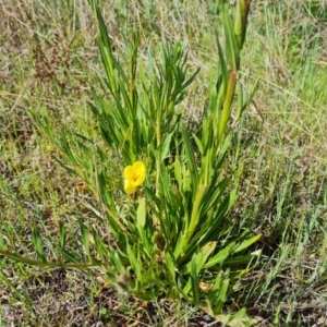 Oenothera stricta subsp. stricta at Jerrabomberra, ACT - 5 Oct 2021