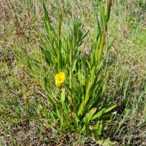 Oenothera stricta subsp. stricta at Jerrabomberra, ACT - 5 Oct 2021 03:21 PM