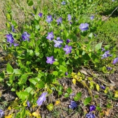 Vinca major (Blue Periwinkle) at Jerrabomberra, ACT - 5 Oct 2021 by Mike