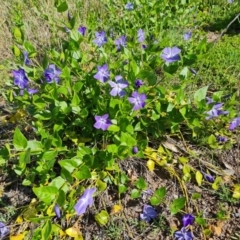 Vinca major (Blue Periwinkle) at Jerrabomberra, ACT - 5 Oct 2021 by Mike