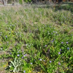 Vinca major at Jerrabomberra, ACT - 5 Oct 2021