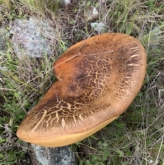 Phlebopus marginatus (Giant Bolete) at Molonglo Valley, ACT - 5 Oct 2021 by RosD
