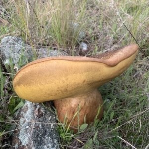 Phlebopus marginatus at Molonglo Valley, ACT - 5 Oct 2021 11:00 AM