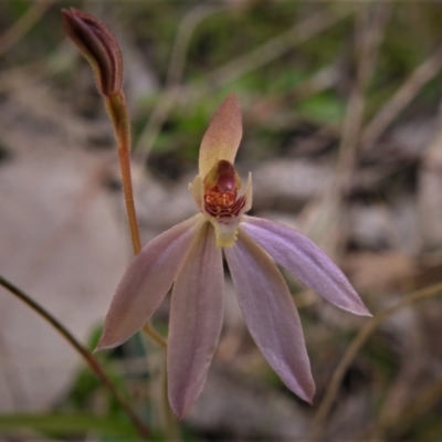 Caladenia carnea (Pink Fingers) at Tidbinbilla Nature Reserve - 4 Oct 2021 by JohnBundock