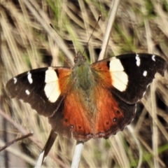 Vanessa itea (Yellow Admiral) at Tidbinbilla Nature Reserve - 4 Oct 2021 by JohnBundock