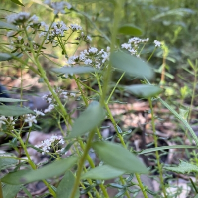 Poranthera ericifolia at Bundanoon, NSW - 3 Oct 2021 by GlossyGal